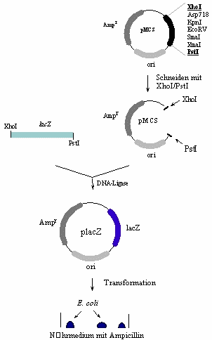 Schema