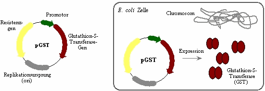 Schema