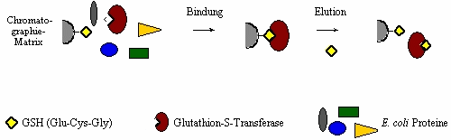 Schema