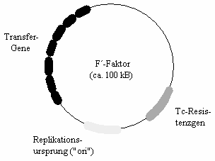 Schema