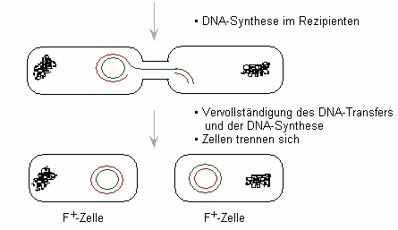 Schema