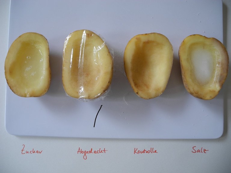 kartoffeln_stunde_3_1024.jpg