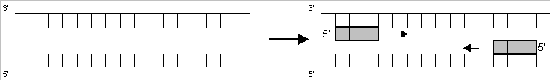 DNA-Doppelstrang