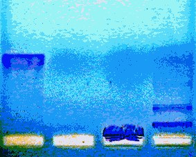 PCR4.gif