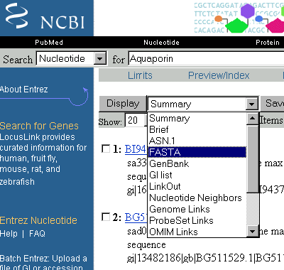 NCBI - Nukreotidsequenzen im FASTA Format