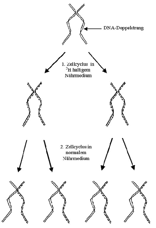 DNA-Strang