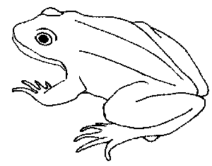 Abbildung Frosch