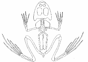 Skelett Grasfrosch