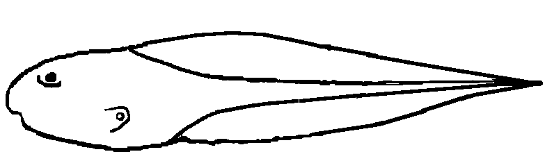Abbildung einer Kaulquappe