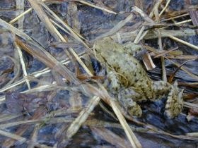 bufo_bufo10_280.jpg