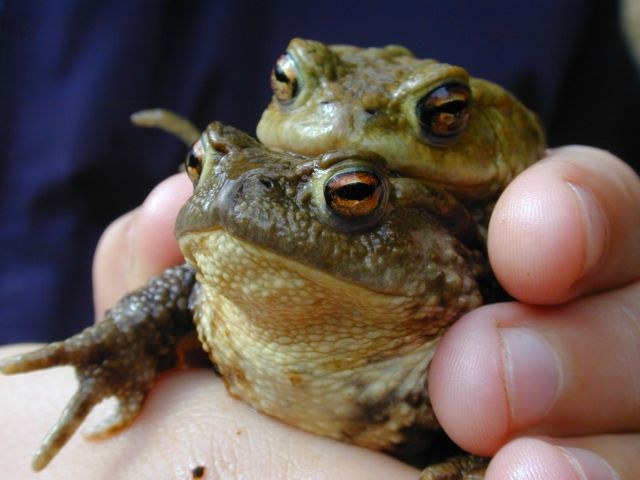 bufo_bufo11.jpg