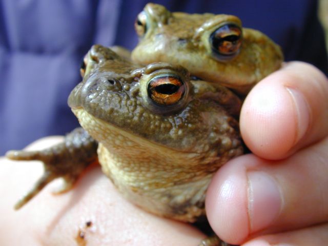 bufo_bufo12.jpg