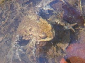 bufo_bufo15_280.jpg
