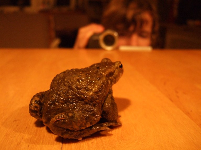 bufo_bufo17.jpg