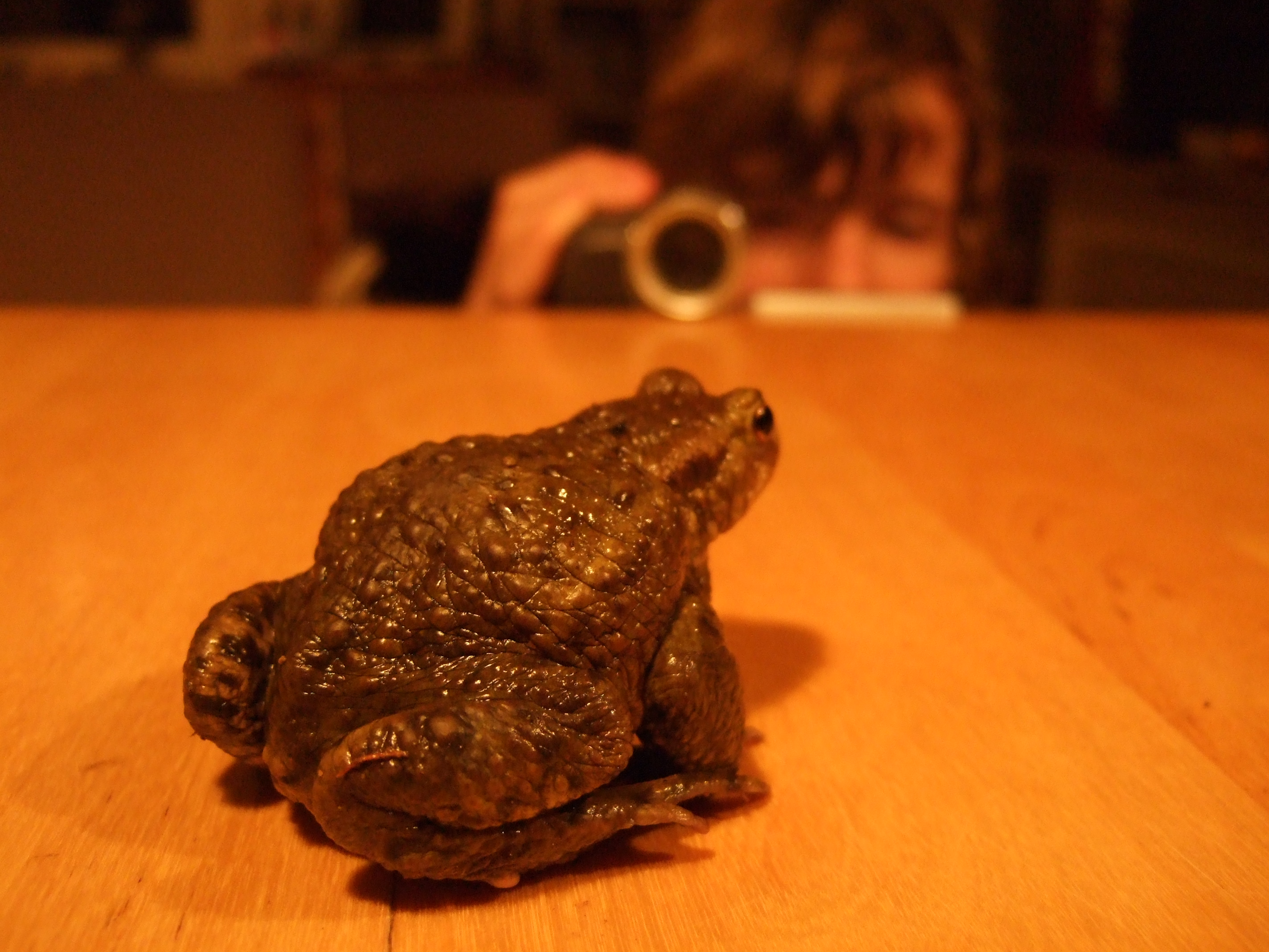 bufo_bufo17.jpg