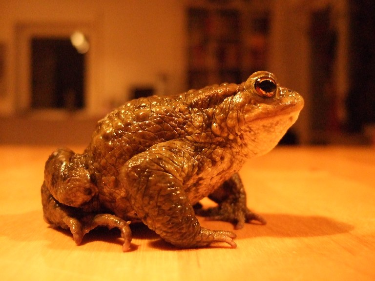 bufo_bufo18.jpg