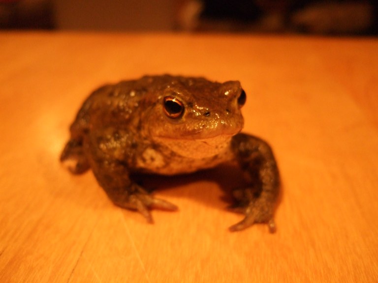 bufo_bufo19.jpg