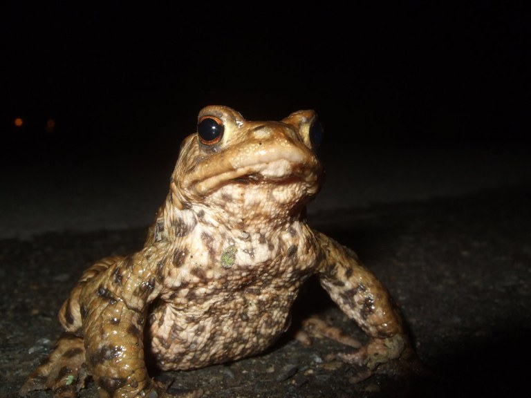 bufo_bufo22_1024.jpg