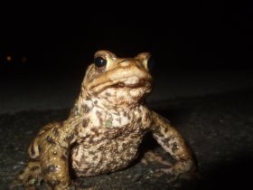 bufo_bufo22_280.jpg