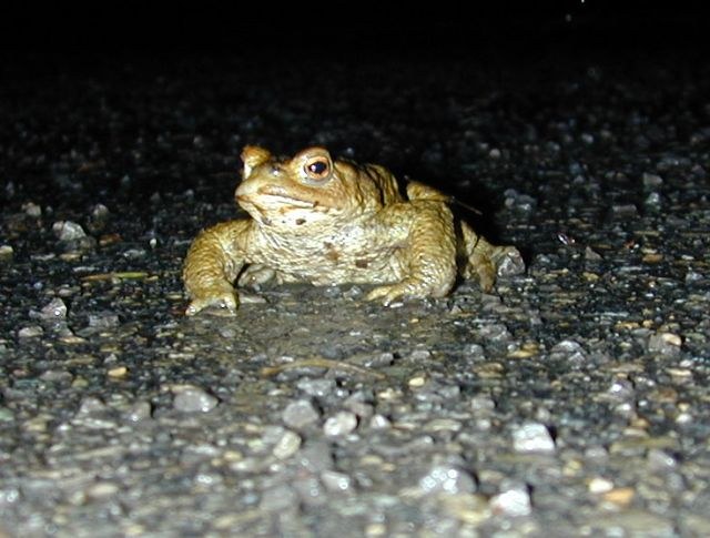 bufo_bufo3.jpg