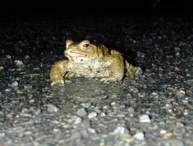 bufo_bufo3_280.jpg