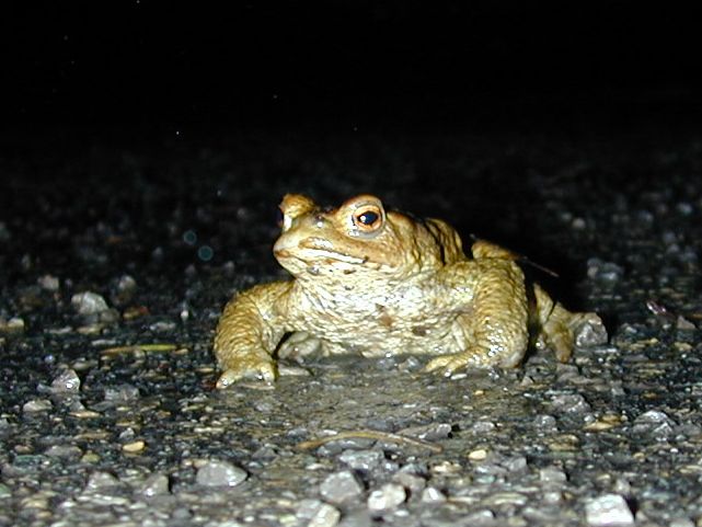 bufo_bufo4.jpg