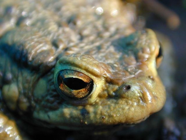 bufo_bufo5.jpg