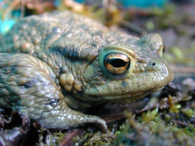 bufo_bufo6.jpg