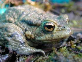 bufo_bufo6_280.jpg