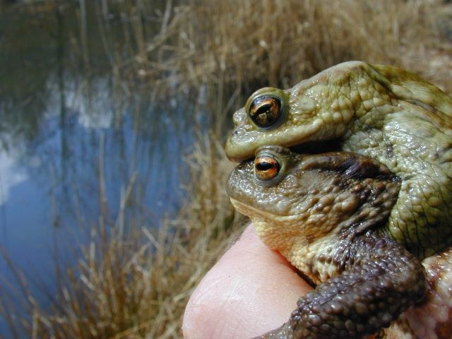 bufo_bufo8.jpg