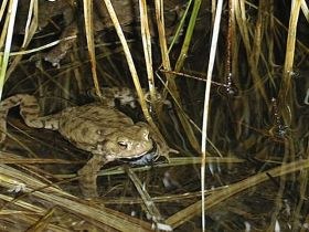 bufo_bufo_280.jpg