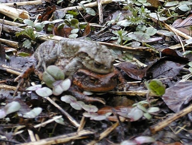 bufo_bufo_paerchen.jpg