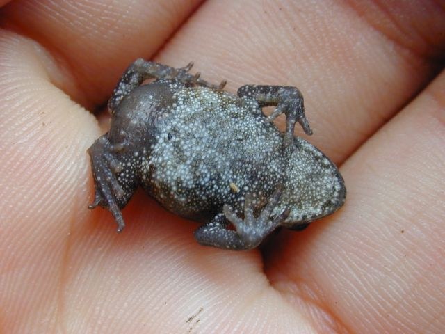 bufo_viridis1.jpg