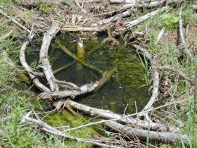 Mit Wasser gefüllte Fahrrinne im Wald