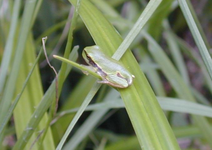 hyla_arborea.jpg