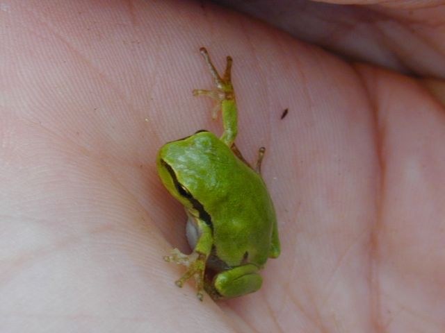 hyla_arborea2.jpg