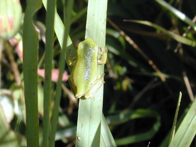 hyla_arborea3.jpg