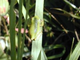 hyla_arborea3_280.jpg