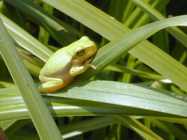 hyla_arborea4.jpg
