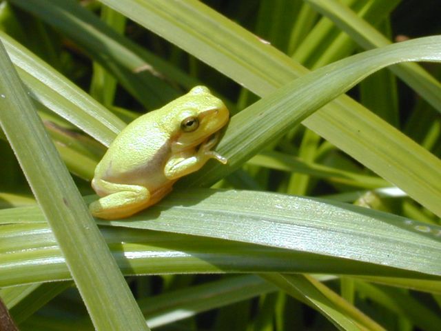 hyla_arborea4.jpg