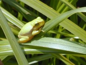hyla_arborea4_280.jpg