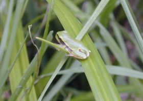 Junger Laubfrosch