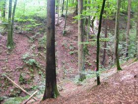 Typisches Biotop von Feuersalamandern