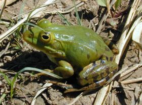 Der Teichfrosch (Rana esculenta)