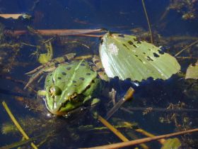 Teichfrosch