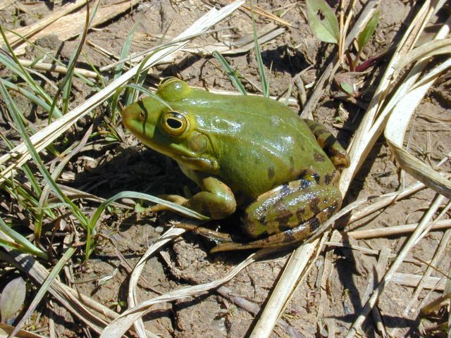 rana_esculenta7.jpg
