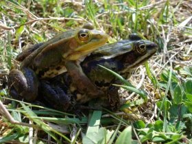 Grasfroschpärchen (Rana temporaria)