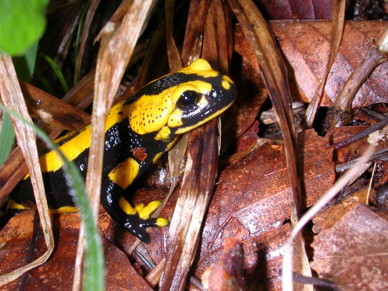 salamandra_salamandra.jpg
