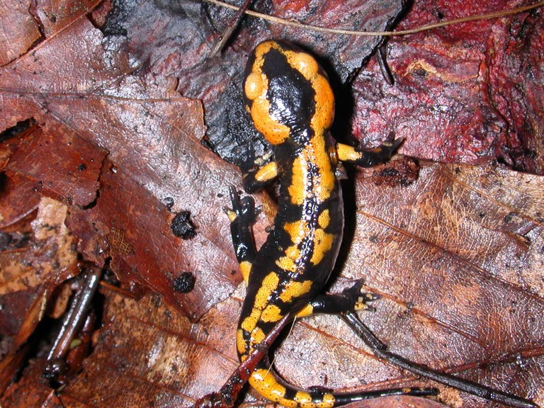 salamandra_salamandra11.jpg