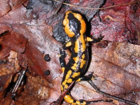 Feuersalamander